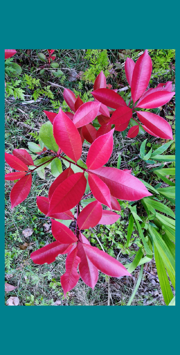 红叶石楠,叶色艳丽,极具生机.