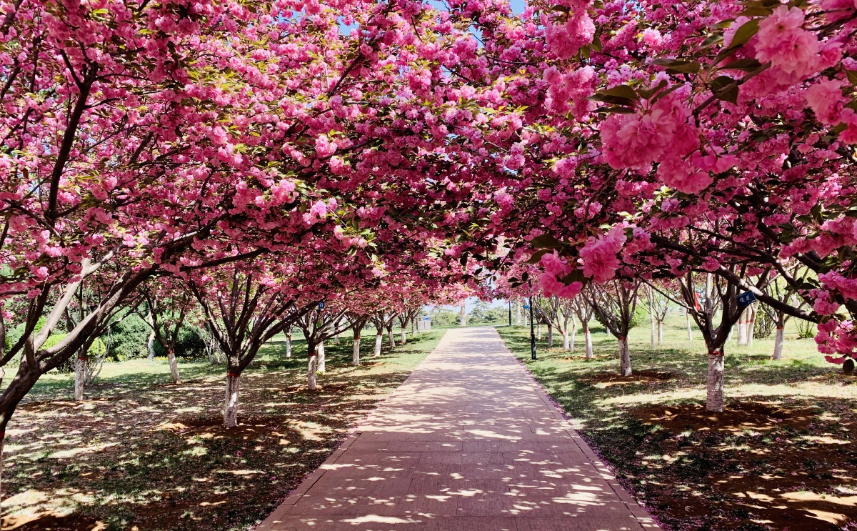 樱花三月俏枝头艳压群花几条街