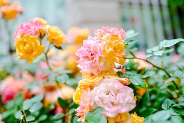 17596F59-014B-40F3-A821-267FDD9BE48A/L0/001