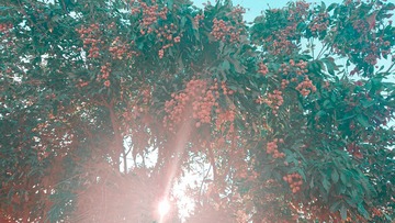 253019