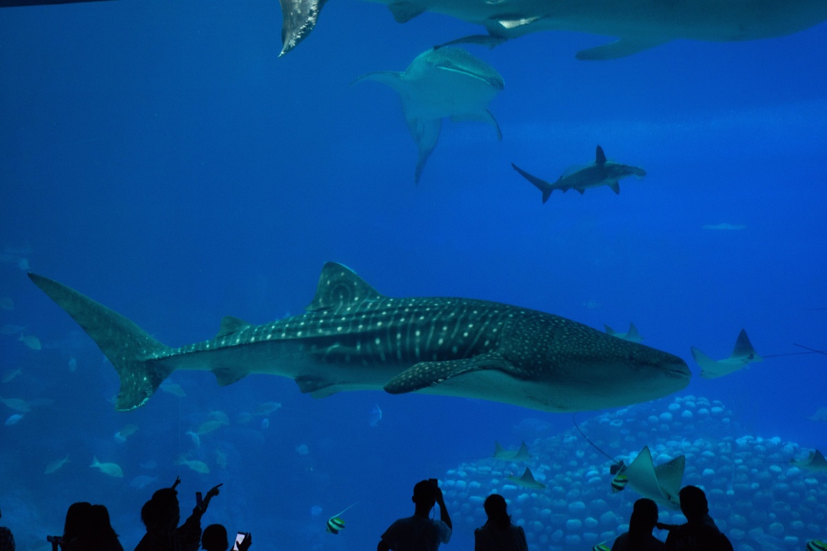 海洋王国的鲸鲨馆内巨大的鲸鱼吸引人们驻足拍照