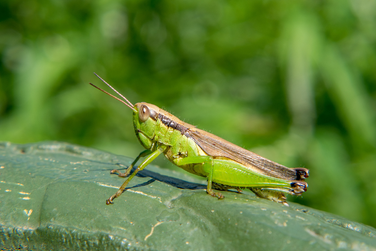 在图虫看动物世界昆虫野生动物无嵴椎动物蚱蜢动物虫子还没有人打赏
