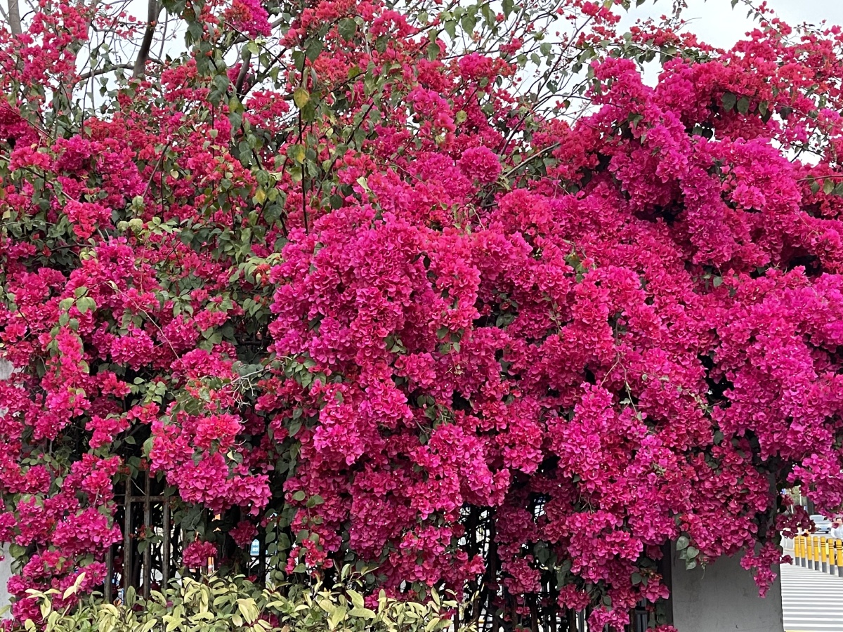 深圳市花三角梅