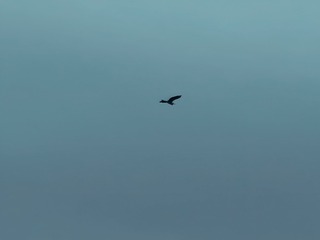 1000006159