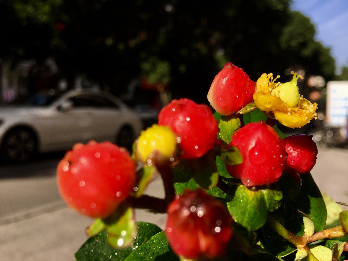 红豆相思红豆开花定是有地方的情侣终成眷属