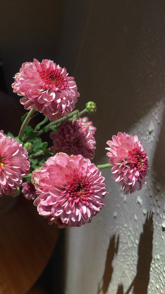 小雏菊花星星点点不染风尘