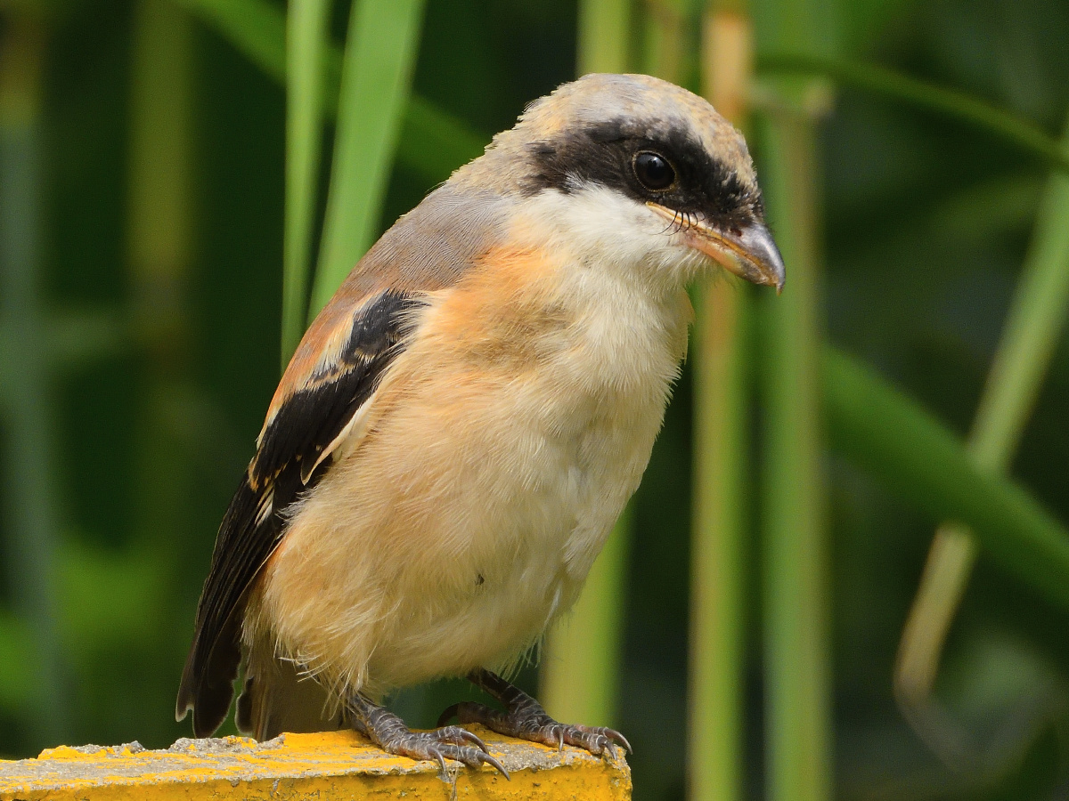高清大特写 ● 伯劳雏鸟