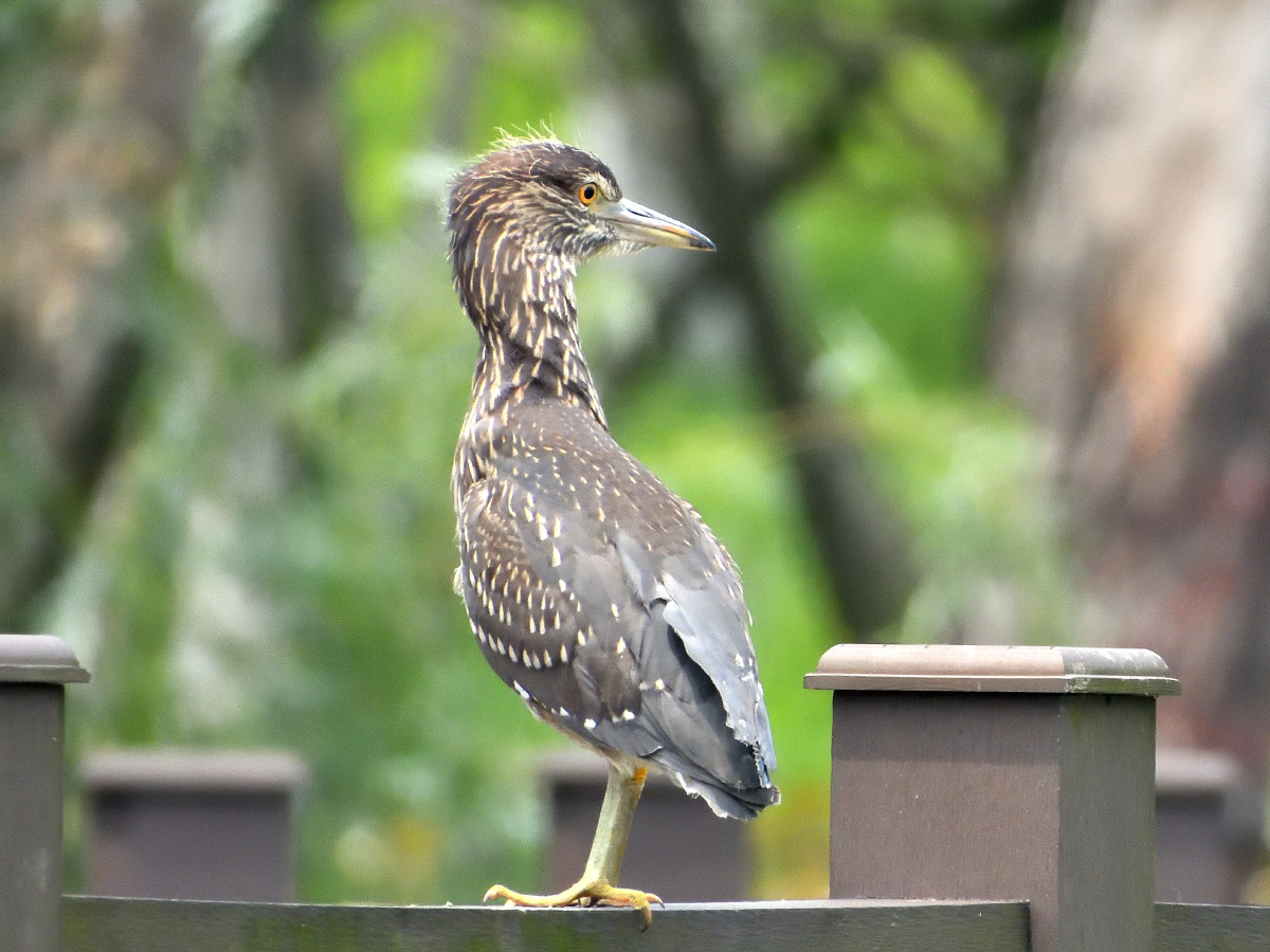 夜鹭雏鸟初出巢