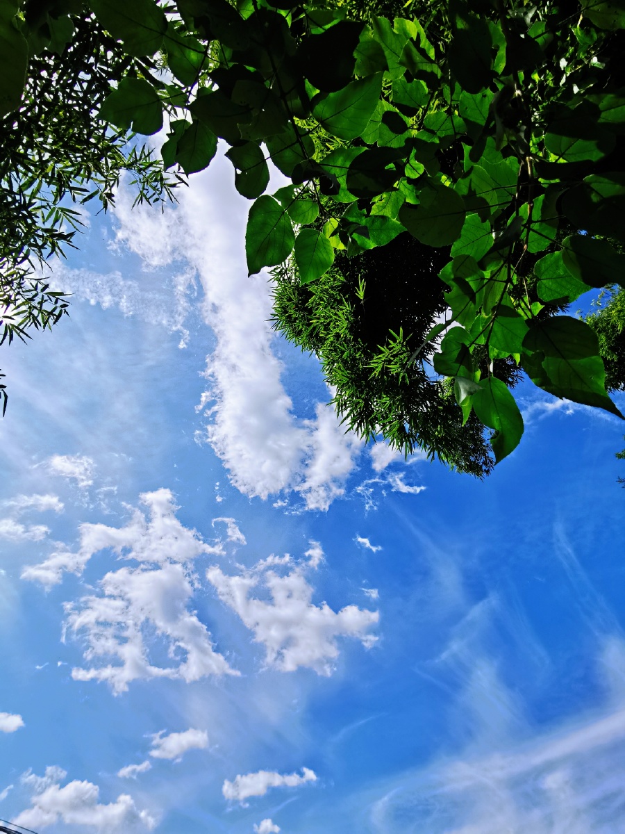 今日成都秋日艳阳天
