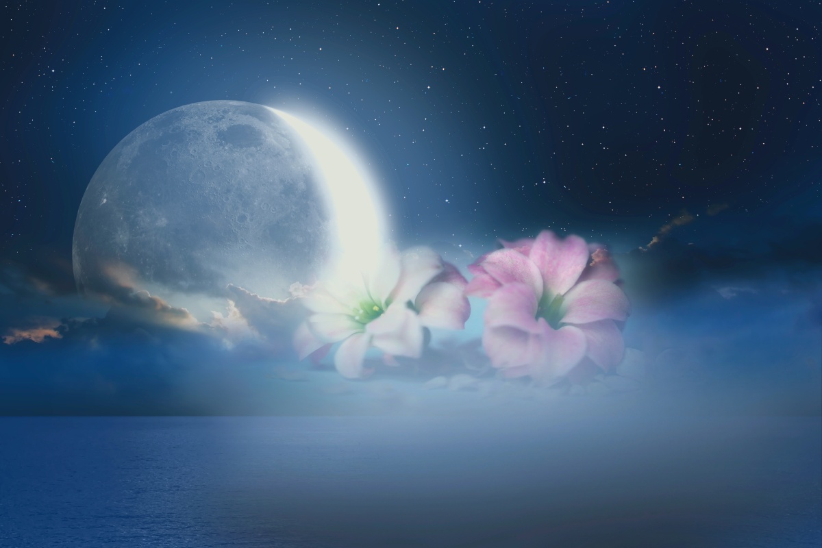 花前月下 - 风吹向何方 - 图虫