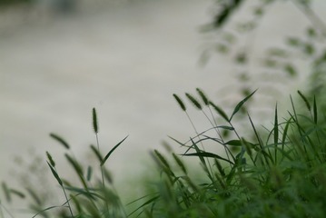 1000035607