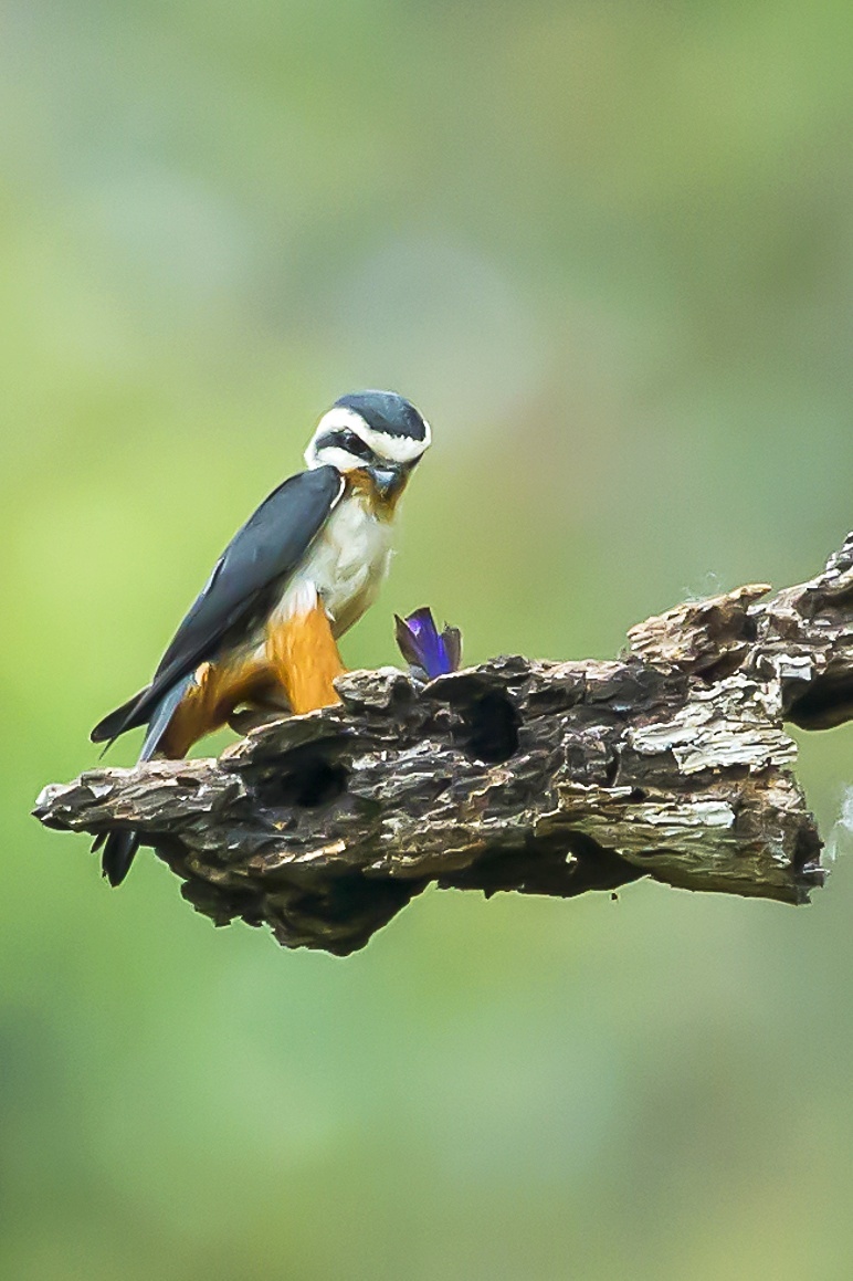 红腿小隼(学名:microhierax caerulescens/collared falconet),属于隼