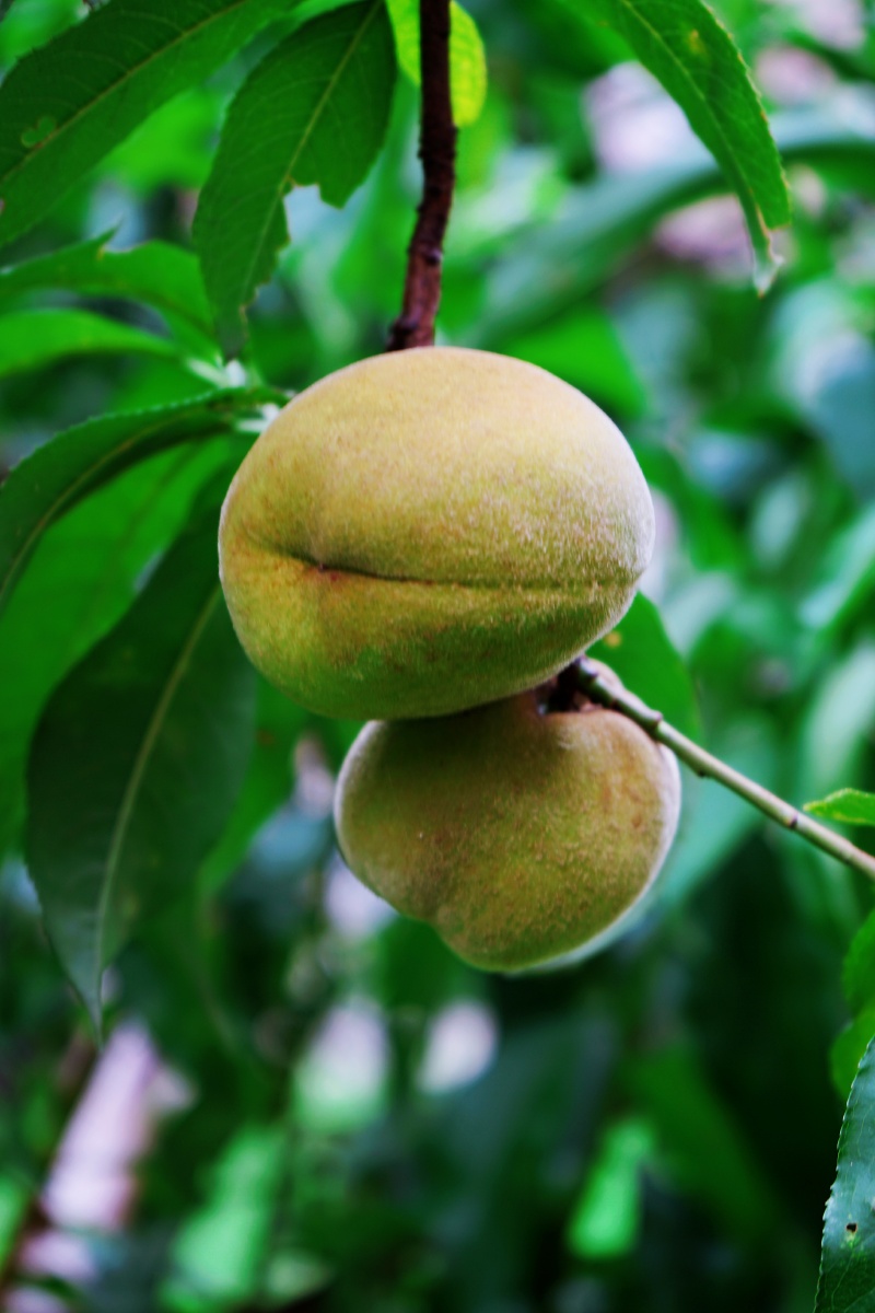 小区里的小毛桃