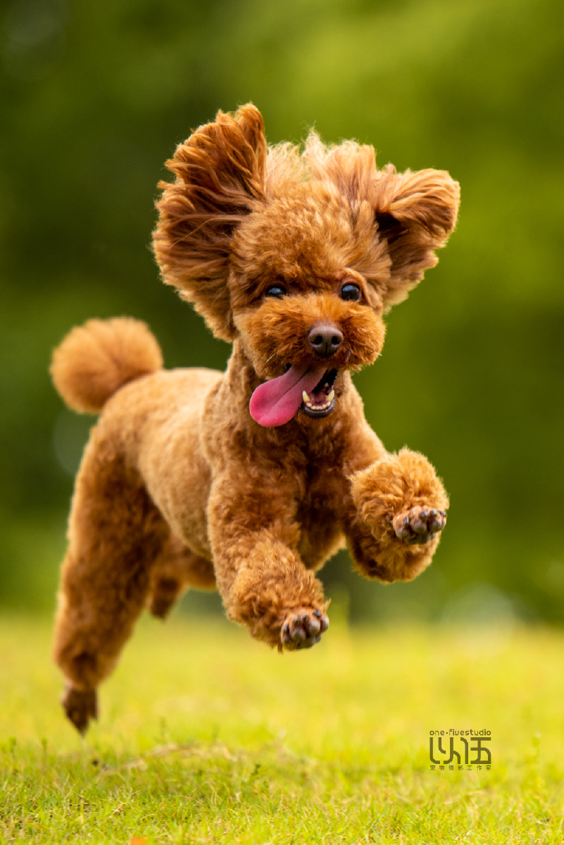 开心的奔跑贵宾以伍宠物摄影