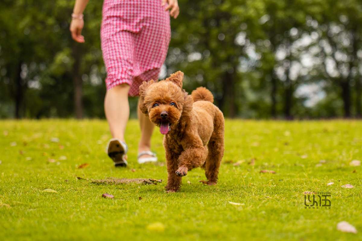 开心的奔跑贵宾以伍宠物摄影