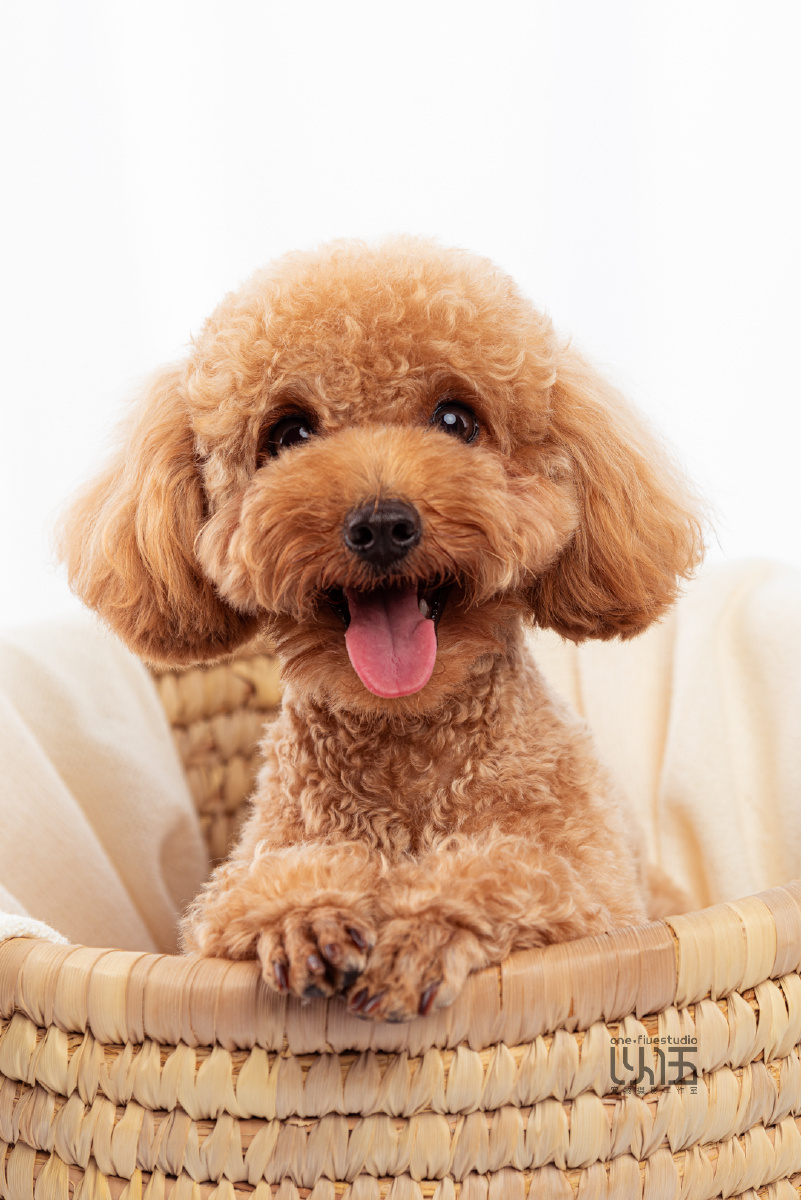 贵宾以伍宠物摄影