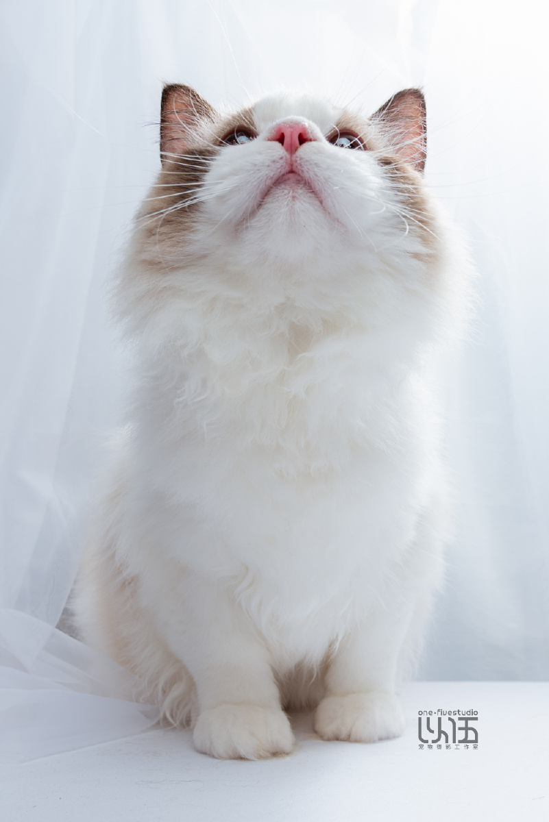 布偶猫-以伍宠物摄影 - 以伍摄影-狼叔steve - 图虫