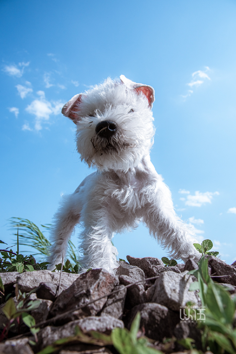 蓝天迷你雪纳瑞以伍宠物摄影