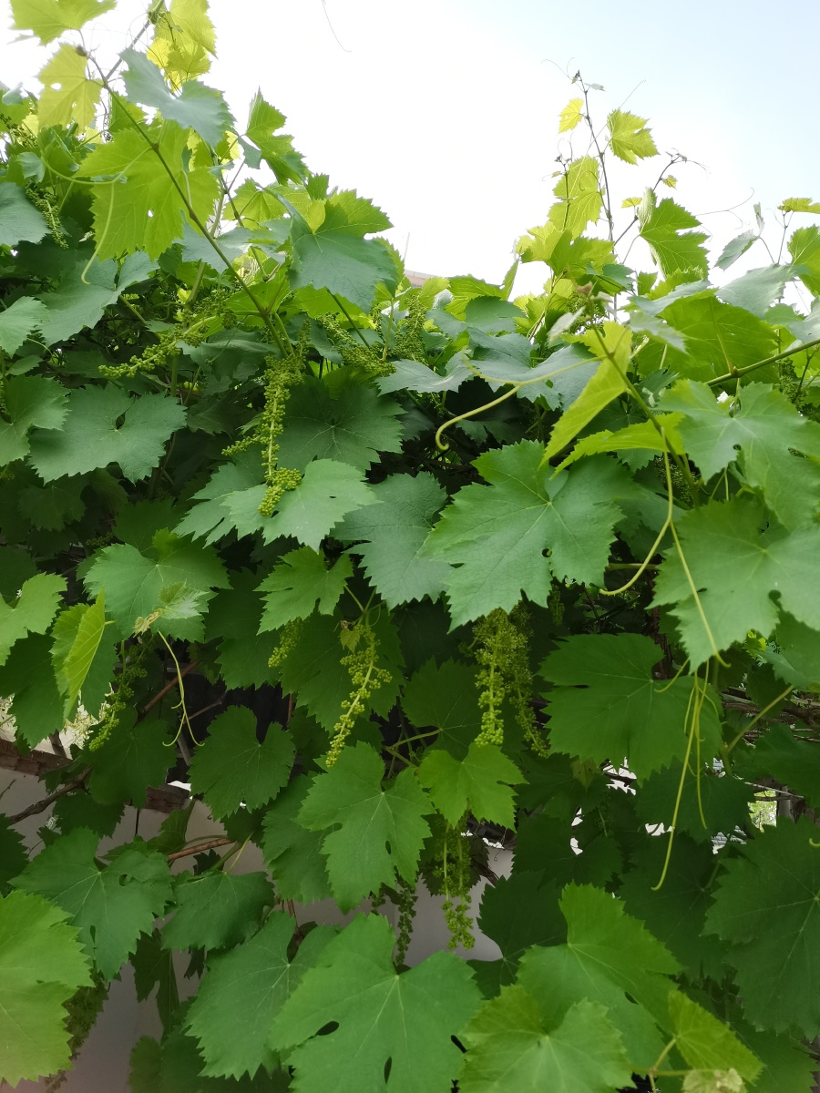 阿门阿前一颗葡萄树