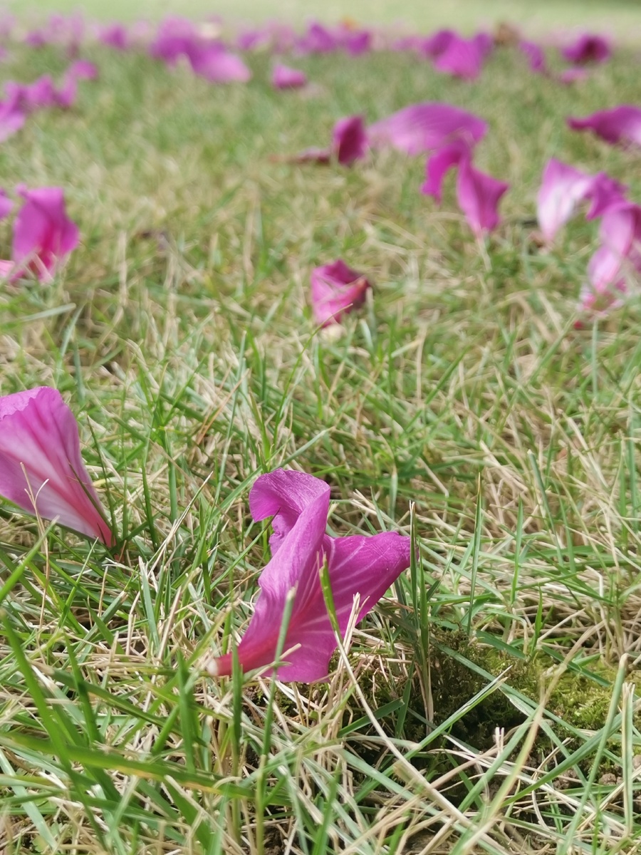 风吹花落满坪