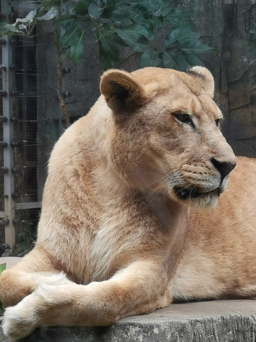 动物园里的狮子