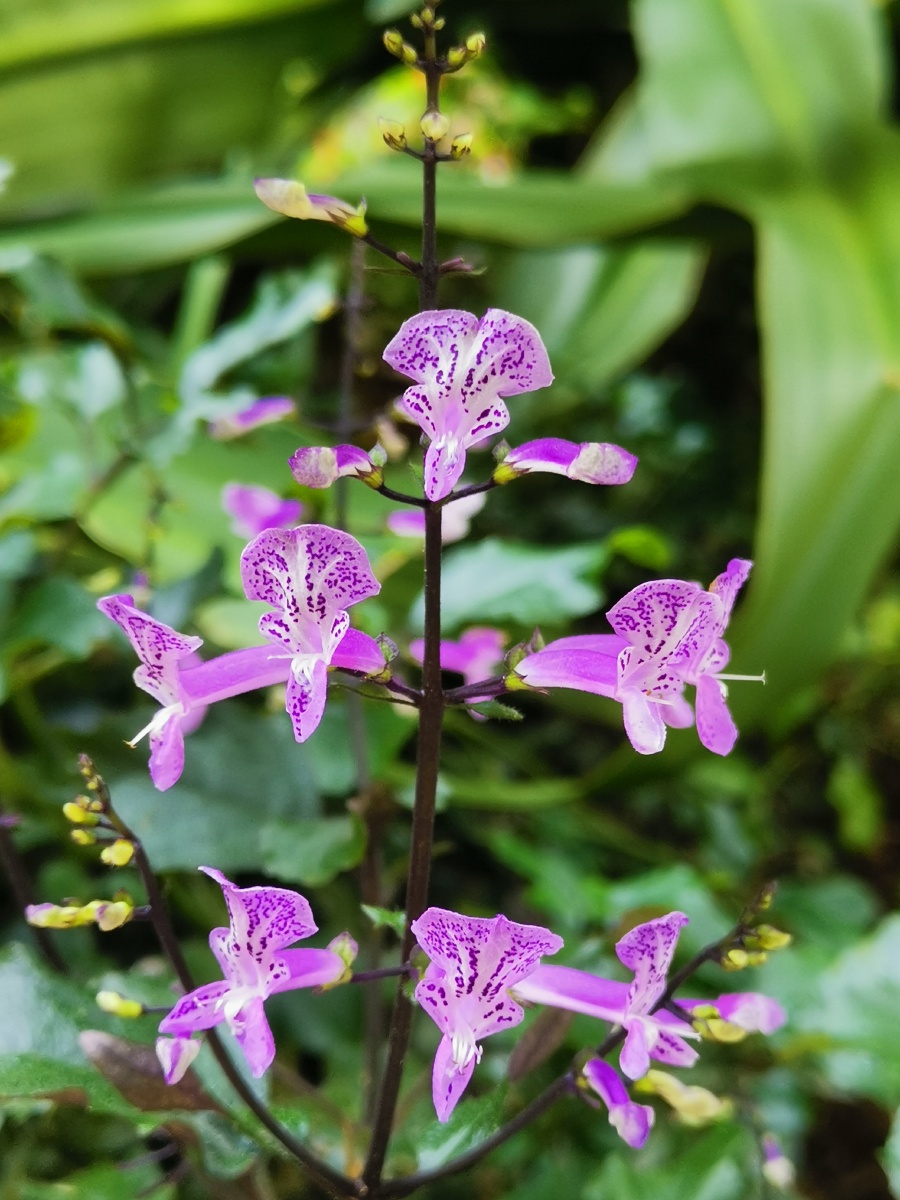 小清新(艾氏香茶菜) - 浅月非非 - 图虫