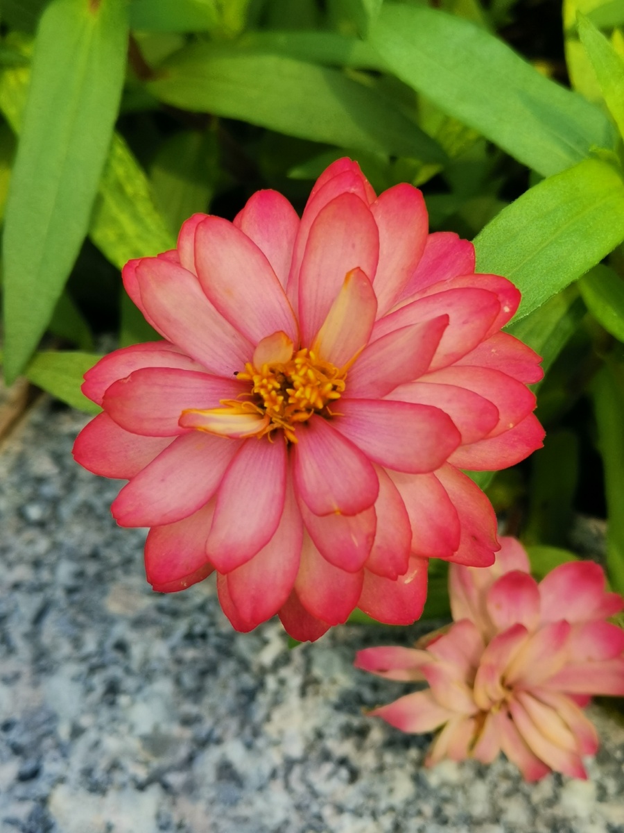 公园里漂亮的的花