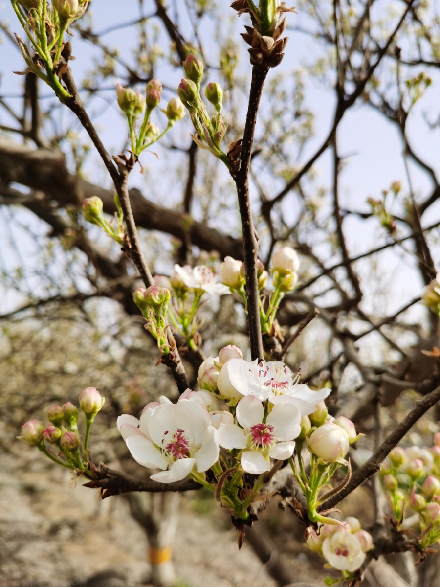 新疆库尔勒香梨花开! - 醉美新疆 - 图虫