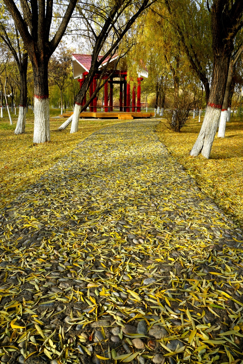 一夜寒风起,满地落叶黄.