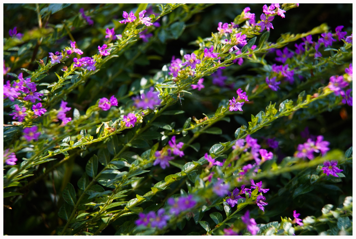 萼距花别称紫花满天星孔雀兰