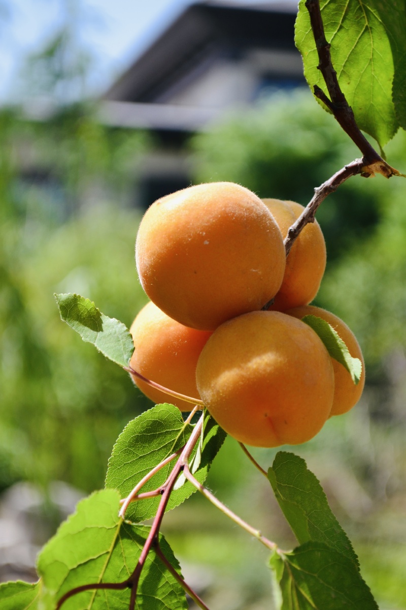杏子熟了