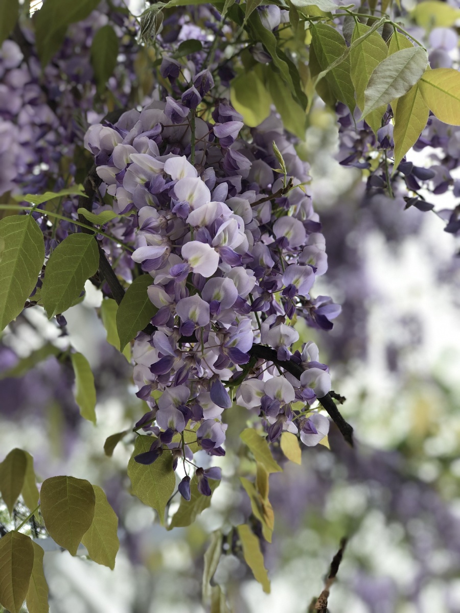 紫藤树下,花香弥漫,清新又甜美 - 玺媛 - 图虫