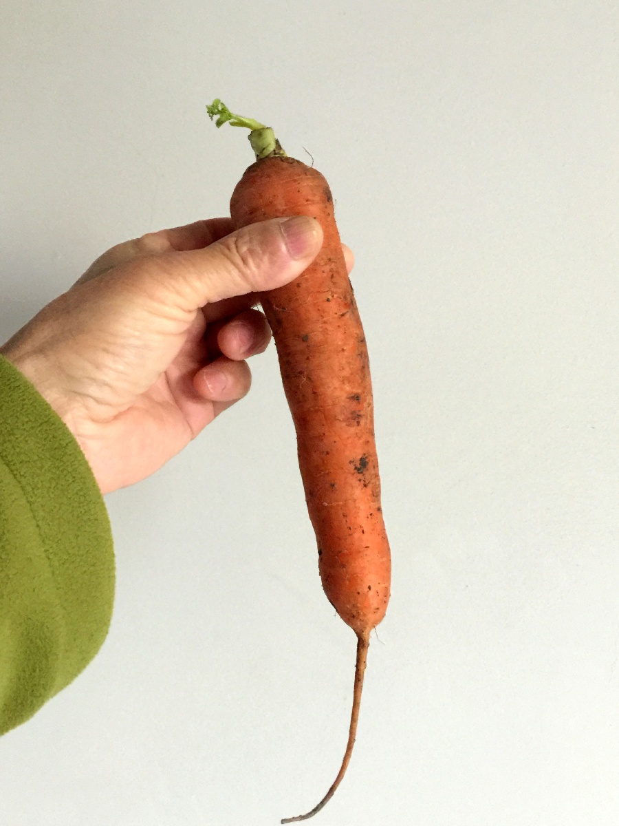 手抓胡萝卜