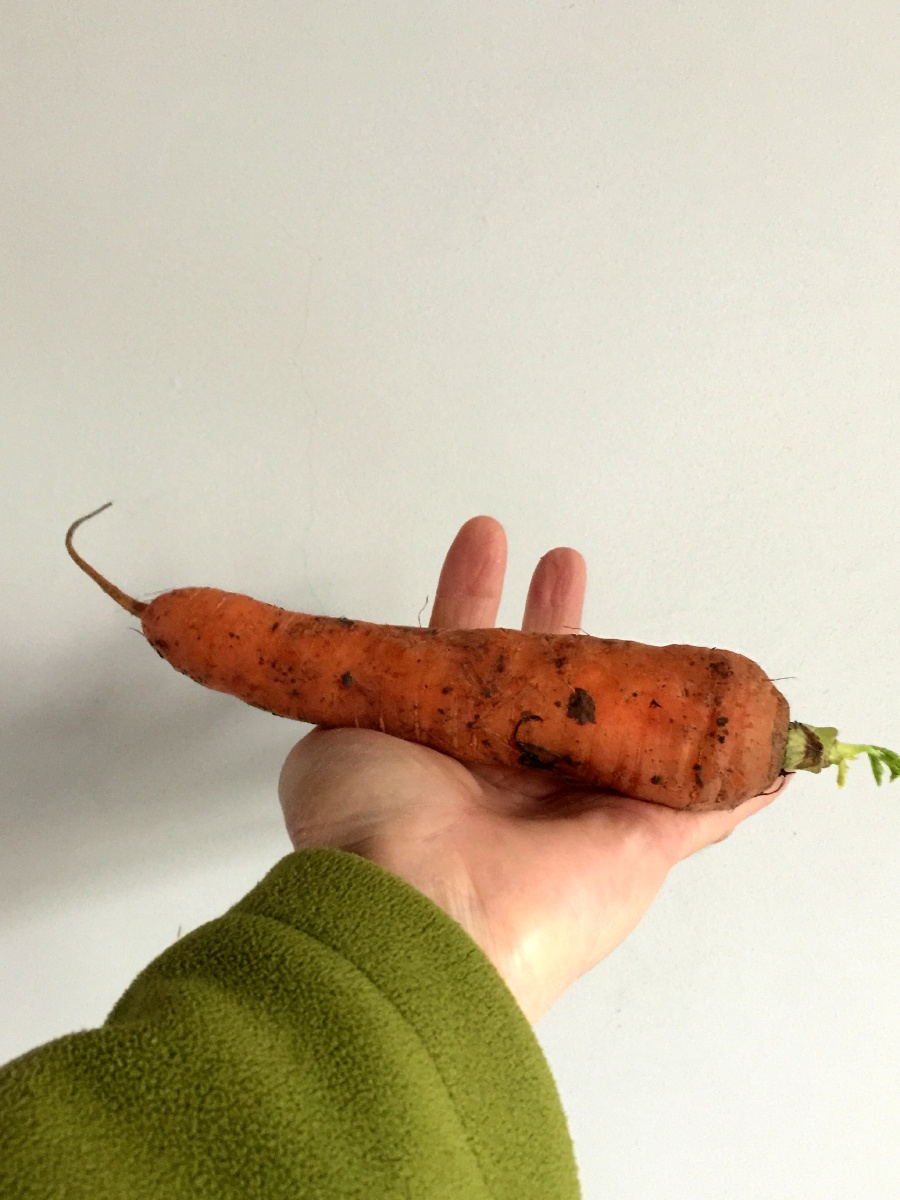手抓胡萝卜