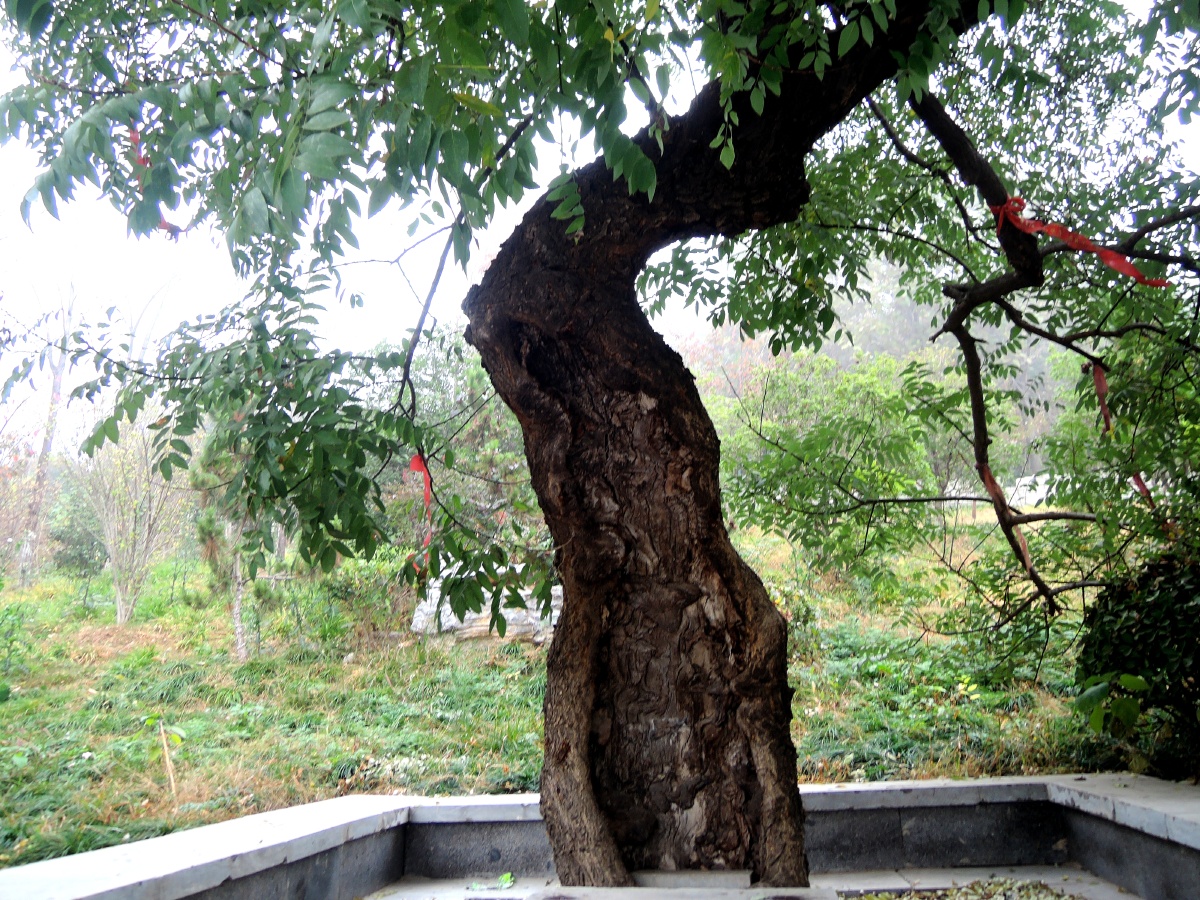 初冬深秋不同颜色和造型的树