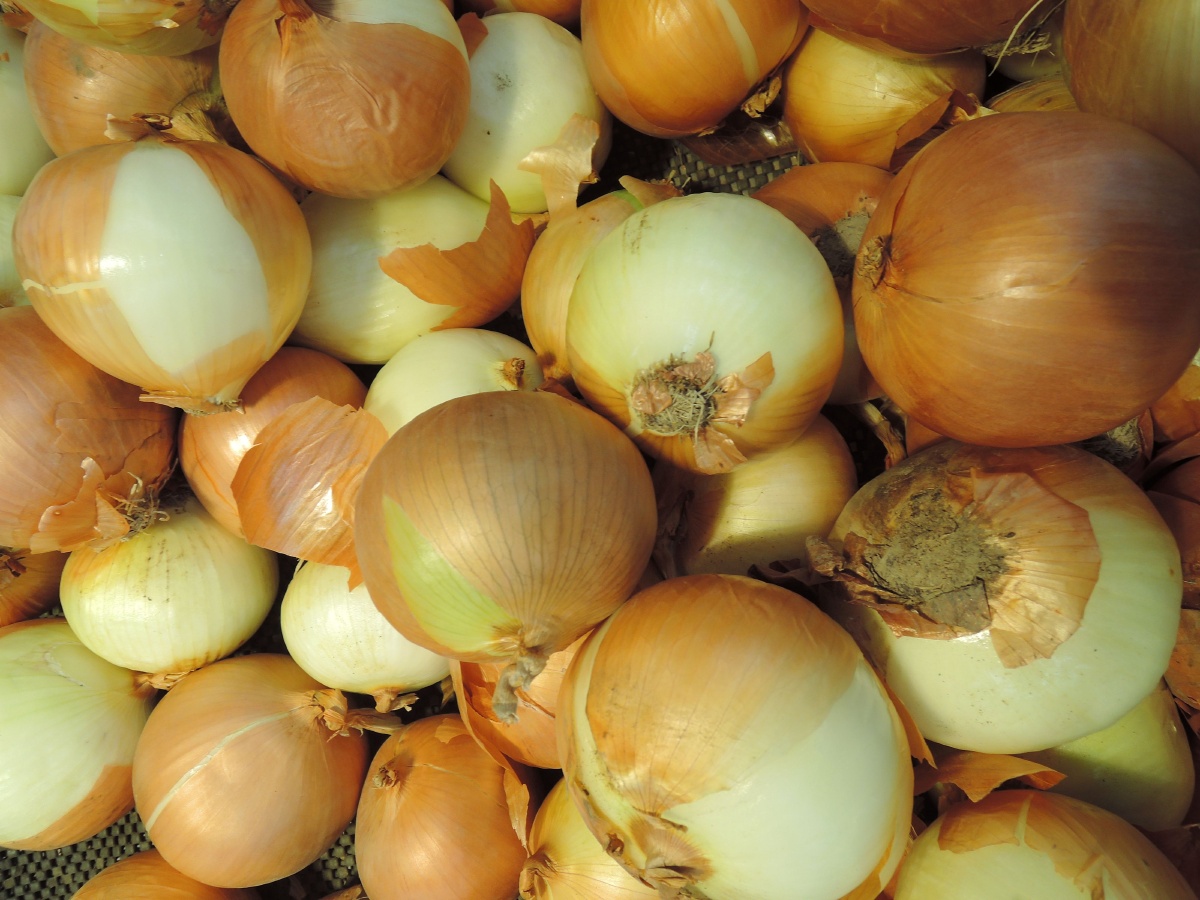 超市里的白洋葱头