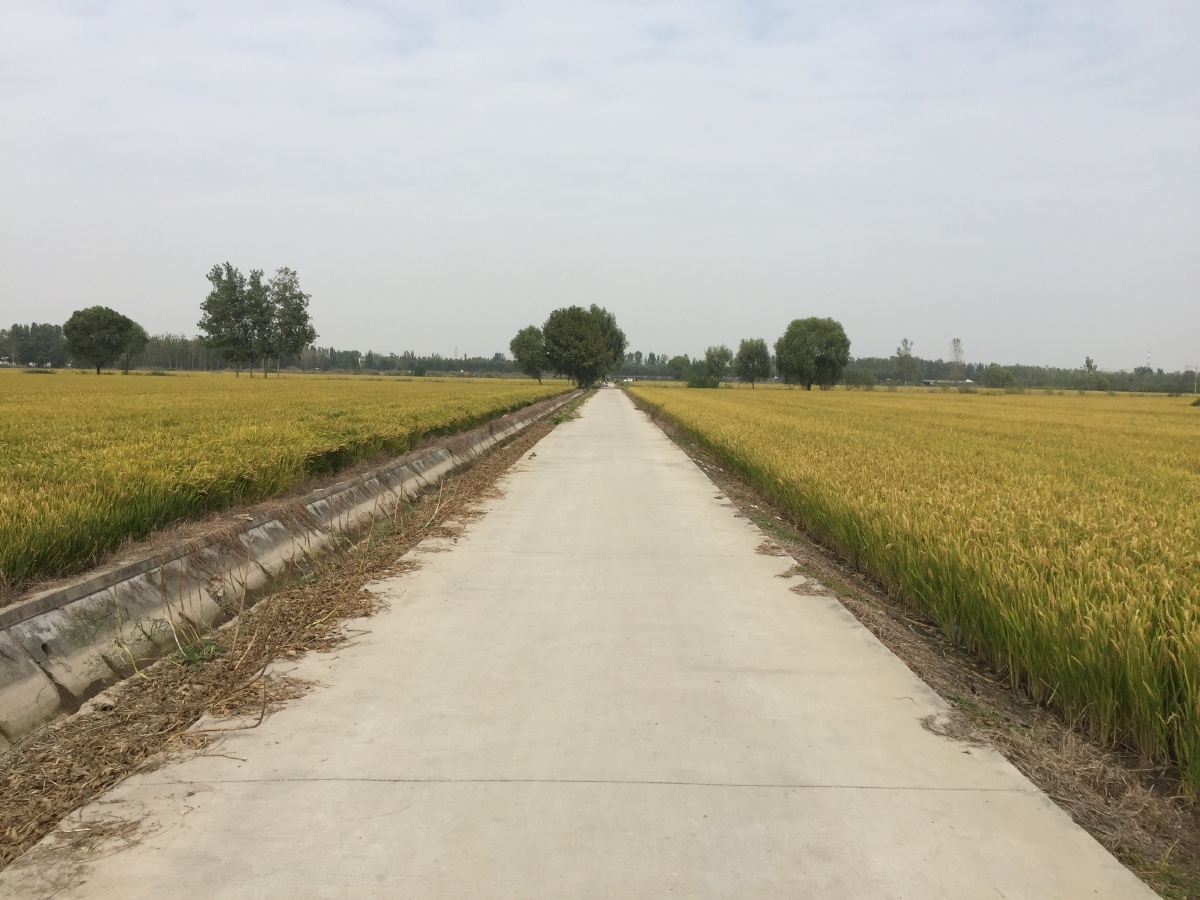 乡间水泥路和路旁的水稻田