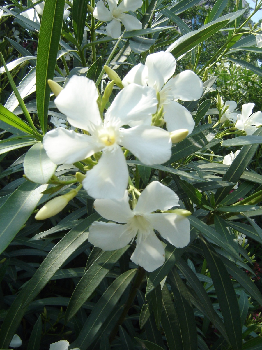 白色夹竹桃 - 我爱门球 - 图虫