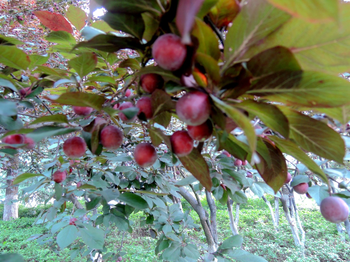 可看不可吃的野李子