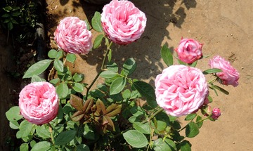 043