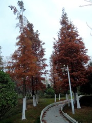 2019.11.24植物园 059