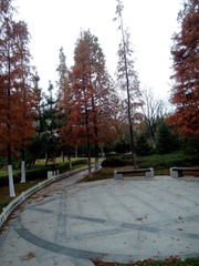 2019.11.24植物园 060