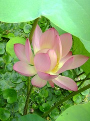 DSC00132_