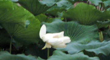 056