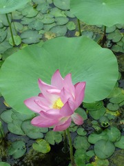 DSC00247_