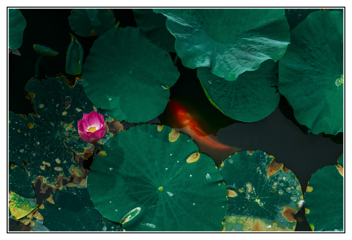 荷叶间 - 舒畅666 - 图虫