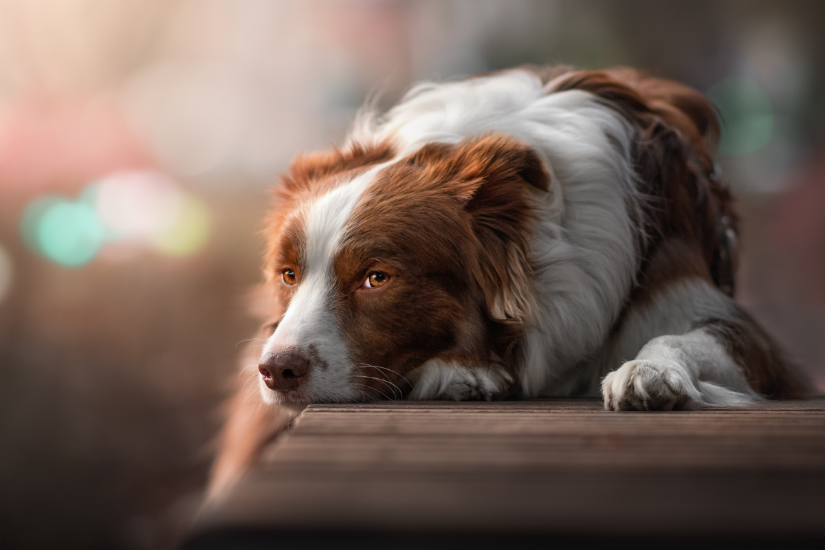 宠物摄影师狗哥 - 图虫