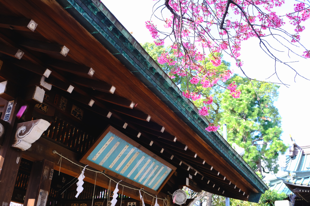 荏原神社75 所接触到绽放的樱花 - 野菜君 - 图虫