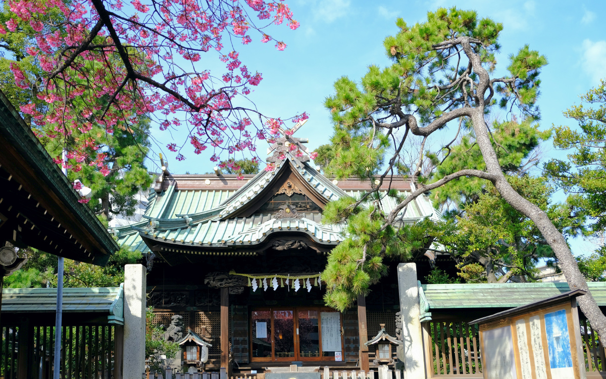 荏原神社75 所接触到绽放的樱花 - 野菜君 - 图虫