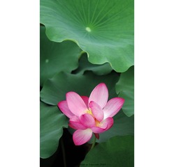 001